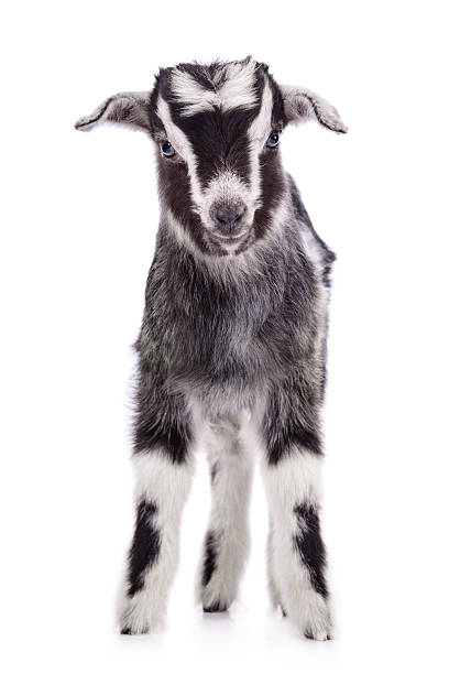 istock farm animal goat isolated 498359203
