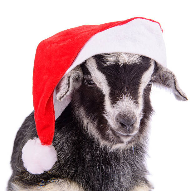istock farm animal goat isolated 498359213