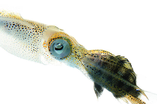 istock Bigfin Reef Squid-Sepioteuthis lessoniana 498359235