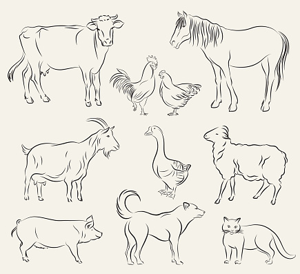 farm animals. set of vector sketches on a white background