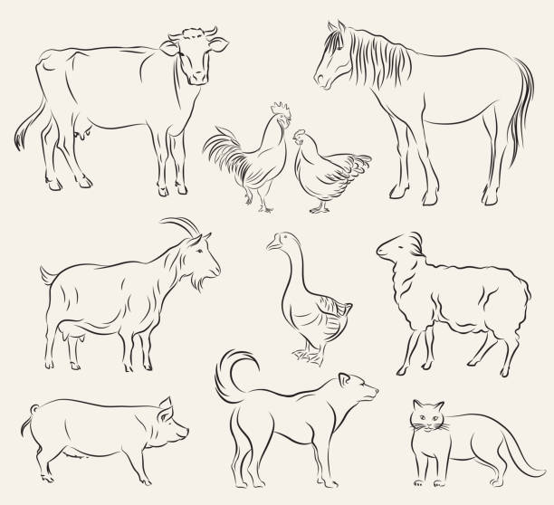 farm animals farm animals. set of vector sketches on a white background pig illustrations stock illustrations