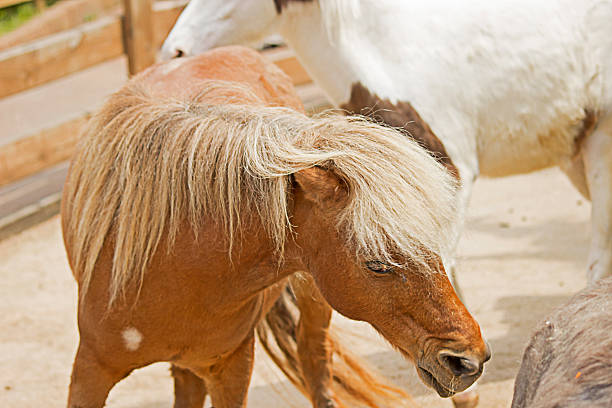 Shetland Pony Shetland Pony seoul zoo stock pictures, royalty-free photos & images