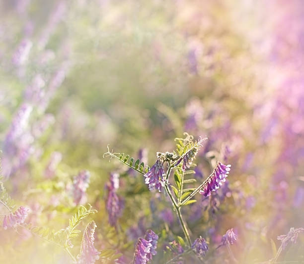 Purple meadow flowers ( wild flower)