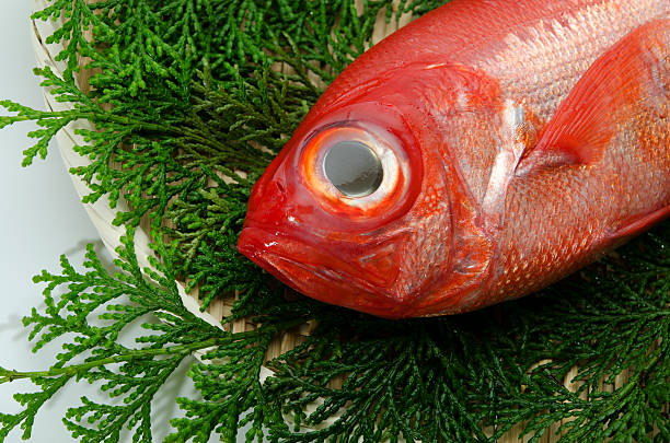 Beryx-Beryx splendens