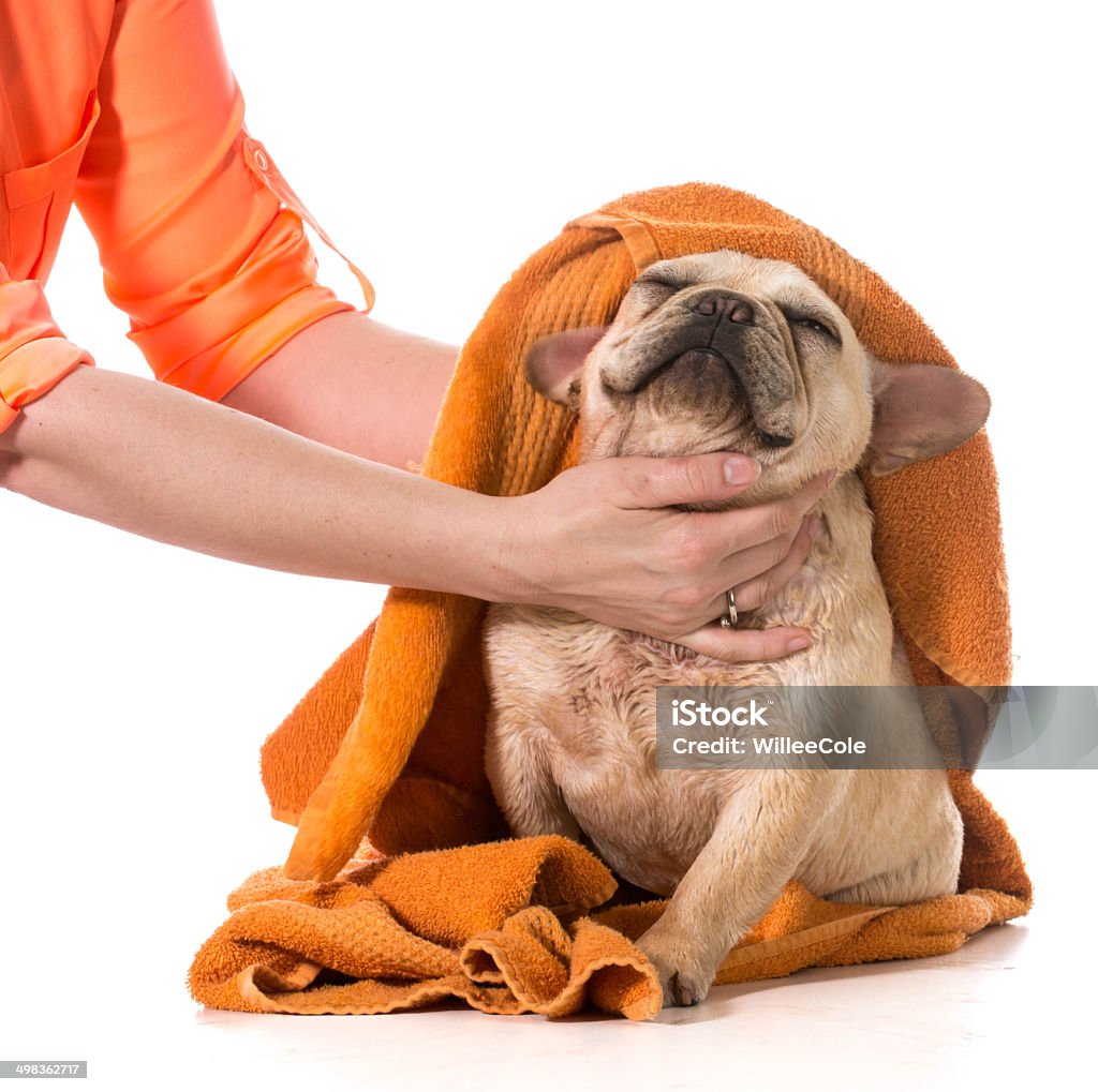 dog grooming drying french bulldog off with a towel after bath Dog Stock Photo
