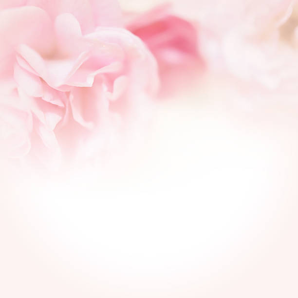 rosa rose in colori stile - soft pink foto e immagini stock