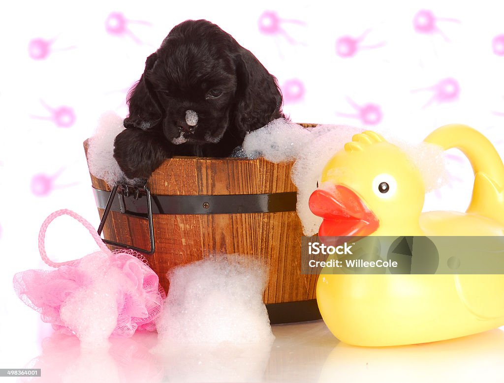 puppy bath time puppy bath time - american cocker spaniel puppy getting a bath Animal Stock Photo