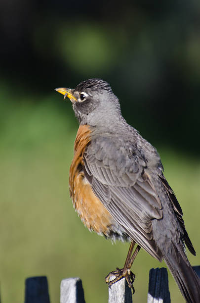 istock American Robin Perched on a Backyard Fence 498364129