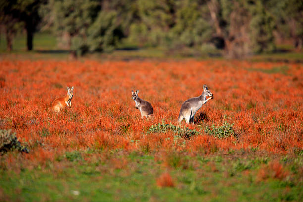 Kangaroos at Flinders Ranges, South Australia, Australia stock photo
