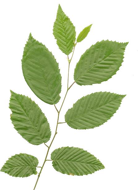 istock twig of elms tree with green leaves 498364585