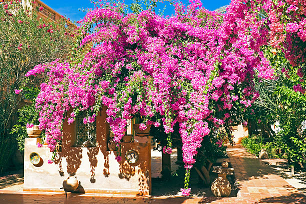 istock Bougainvillia against a blue sky 498364695