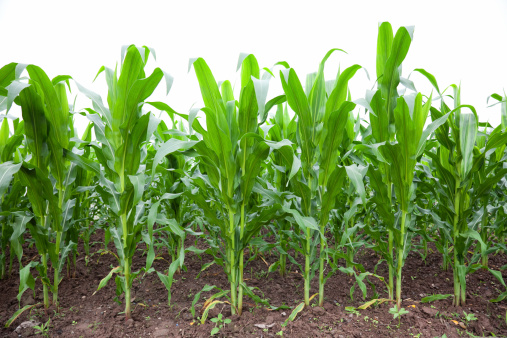 Corn plants on white background.