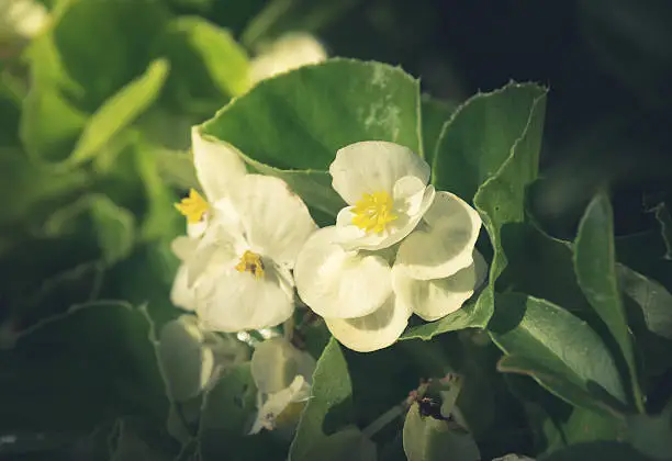 Vintage filtered White flower,nature concept.