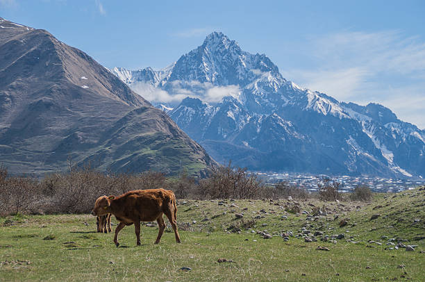 istock Meadows of the Caucasus mountains, Georgia 498366250