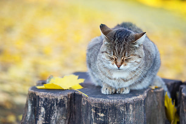 istock Siberian cat sitting at stump in the autumn forest 498367548