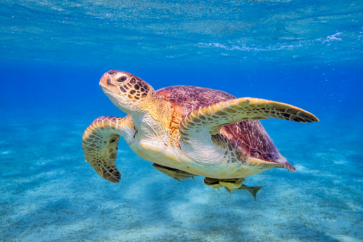 Una Green Sea turtle en el Mar Rojo-Marsa Alam photo