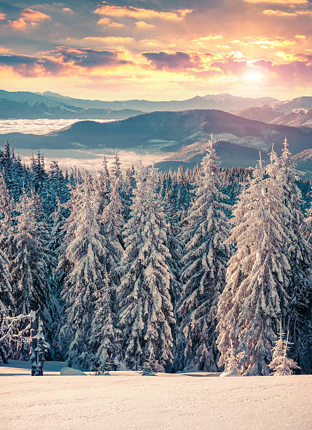 istock Colorful winter sunset in the Carpathian mountains. 498368400