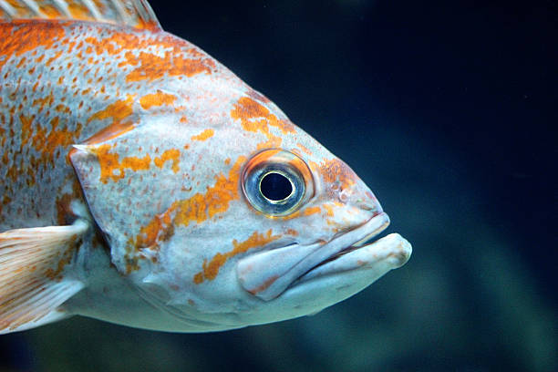 istock Large Striped Orange and White Fish in Profile 498370856