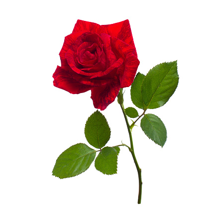 single beautiful red rose isolated  background