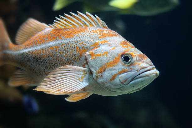 istock Striped ans Spotted Orange and White Fish in Motion 498371096