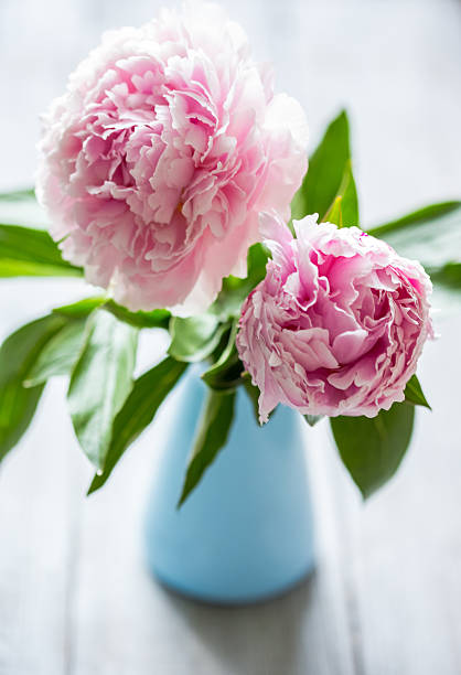 istock Pink flowers of peonies 498371522