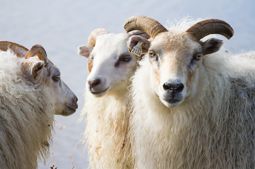 Iceland Handmade Rams Icelandic Rams Stock Photo - Download Image Now - Iceland, Sheep, 2015 ...