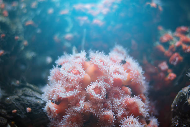istock Pink Coral Polyps and Tentacles at Night 498371870