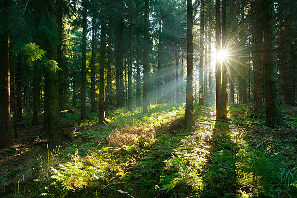 Sunbeams romper a través de Spruce Tree bosque al atardecer - foto de stock