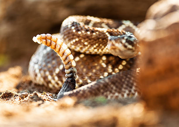 istock Poisonous South American Rattlesnake 498372834