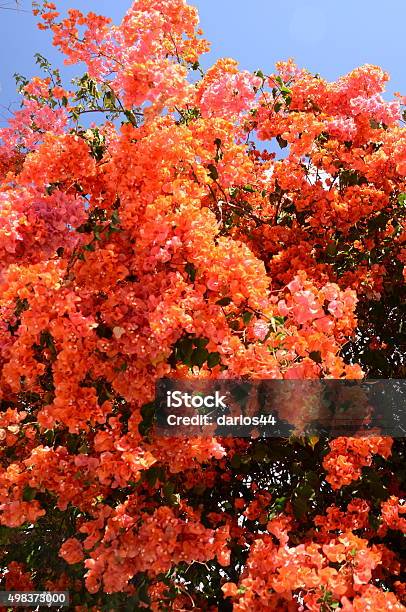 Gorgeous And Delicate Bougainvillea Flowers Against Blue Sky On Tenerife Stock Photo - Download Image Now