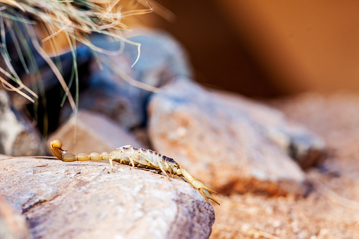 Closeup of desert hairy scorpion (Hadrurus arizonensis) on rock