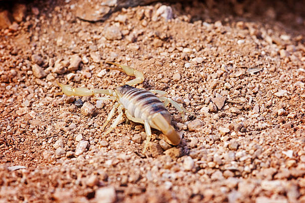 istock Desert Hairy Scorpion On Land 498373078