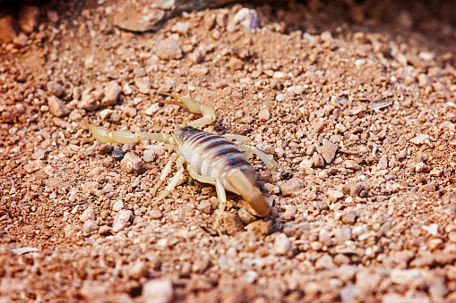 Closeup of desert hairy scorpion (Hadrurus arizonensis) on land