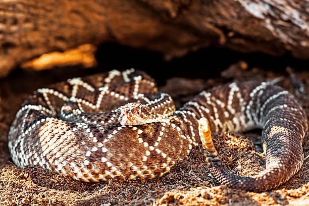 istock Dangerous South American Rattlesnake By Rock 498373172