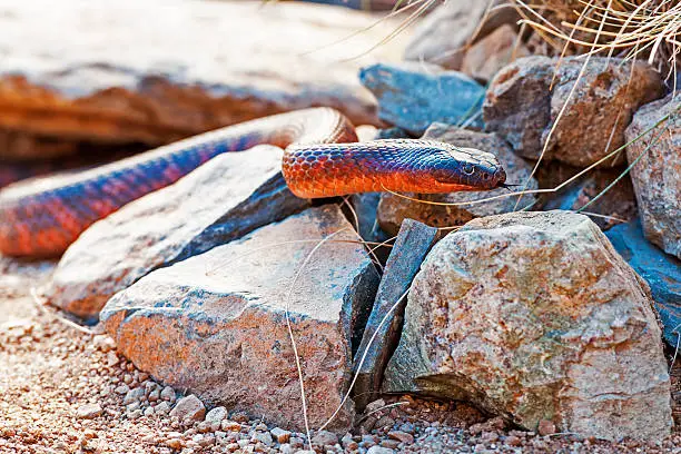 Photo of Dangerous Colletts Cobra On Rocks