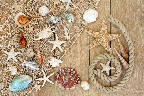 istock Treasures of the Sea 498373276