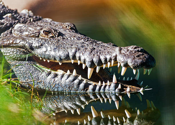 istock Dangerous American Crocodile In Water 498373342