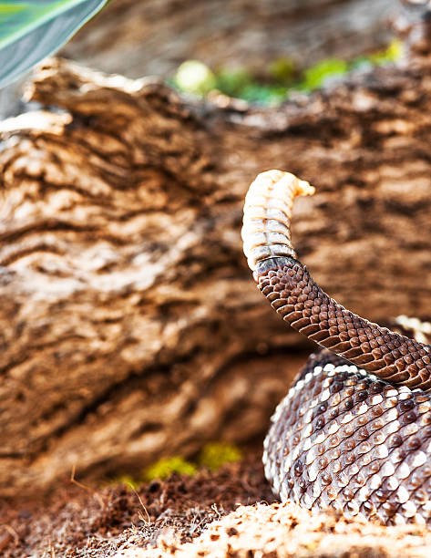 istock Cropped Image Of South American Rattlesnake 498373416
