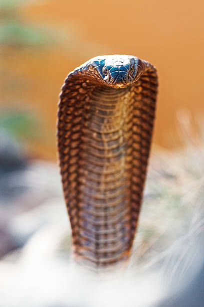 istock Closeup Of Dangerous Cobra 498373738