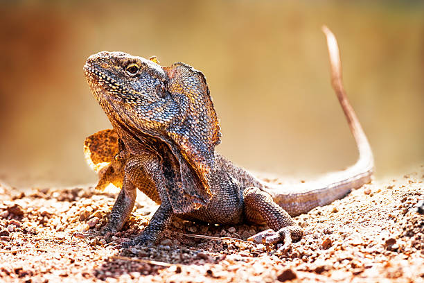 istock Closeup Of Alert Frilled Neck Lizard 498373868