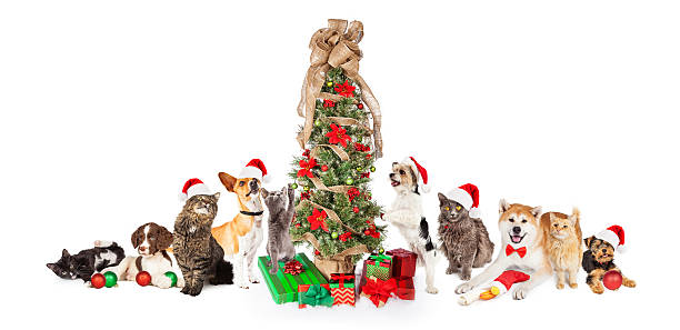 istock Group of Cats and Dogs Around Christmas Tree 498374590