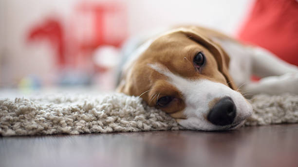 istock Close up of the dog 498376076