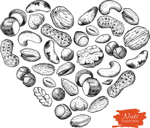 ベクトルの手描きイラストのハート型ナット - nut walnut almond brazil nut点のイラスト素材／クリップアート素材／マンガ素材／アイコン素材