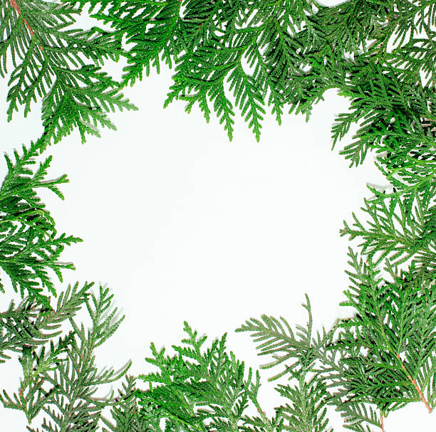 istock ever green fir tree decoration for christmas card isolated 498377734