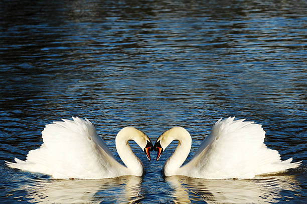 istock swan heart of two swans 498378176