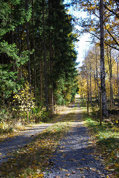 istock Autumnal country road 498378184