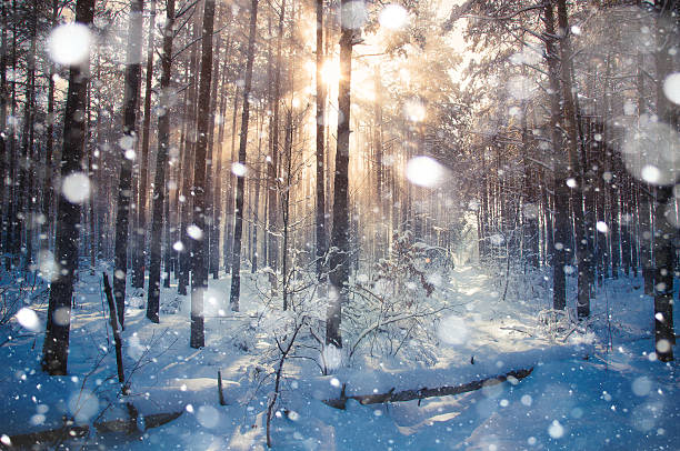 istock Winter landscape, trees covered in snow 498378730