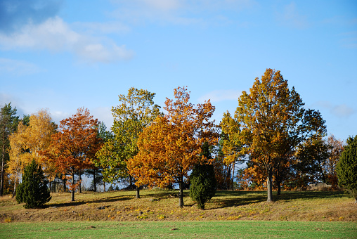 Trees in a bright and colorful landscape at fall