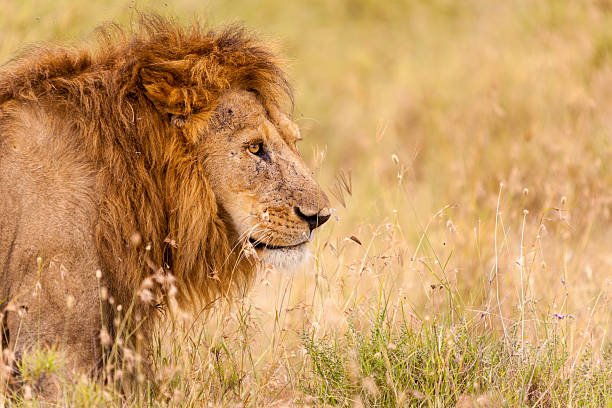 istock Profile Of A Male Lion 498379054
