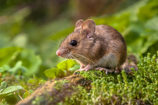 Wild Wood mouse resting on a stick on the forest floor with lush green vegetation